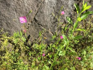 初夏のイネ科花粉症 横浜市都筑区の 深見耳鼻咽喉科