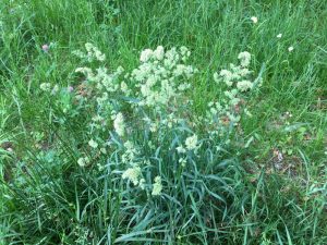 初夏のイネ科花粉症 横浜市都筑区の 深見耳鼻咽喉科