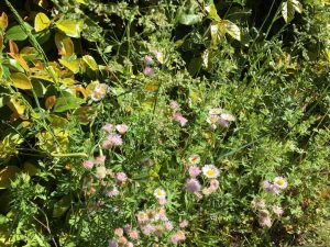 初夏のイネ科花粉症 横浜市都筑区の 深見耳鼻咽喉科