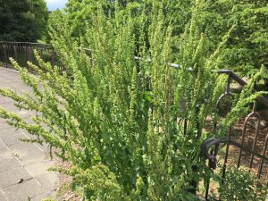 初夏のイネ科花粉症 横浜市都筑区の 深見耳鼻咽喉科