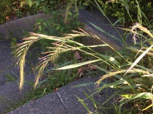 初夏のイネ科花粉症 横浜市都筑区の 深見耳鼻咽喉科